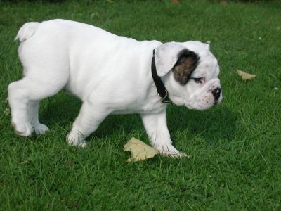 Charmosa Bulldog Inglês filhote de cachorro
