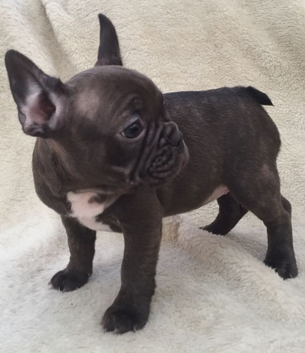 Filhotes Bulldog Francês Saudáveis de Qualidade