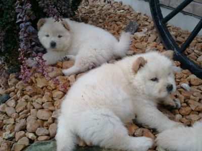 Furry chau chau pupps