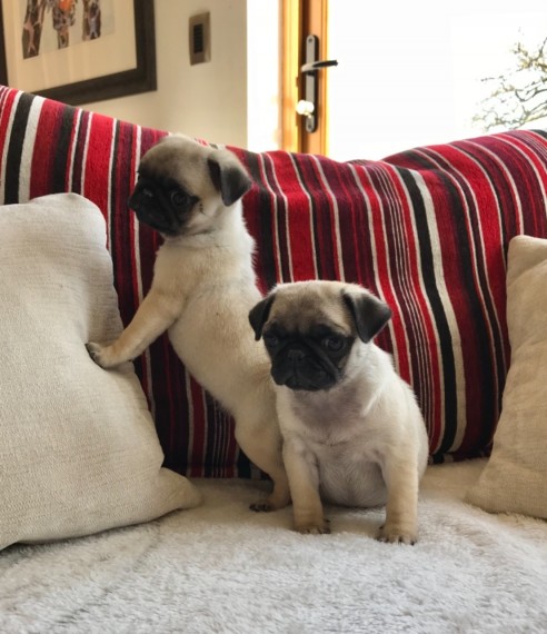 Filhotes de Pug