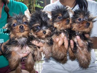 Yorkshire Terrier cachorros amigáveis ​​(xícara de chá) 1 macho e 1 fêmea disponível. 