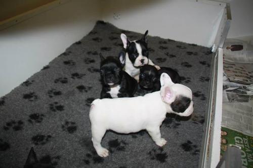  Filhotes de bulldog francês