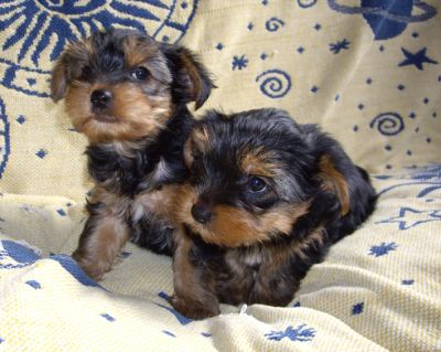 Yorkshire Terrier