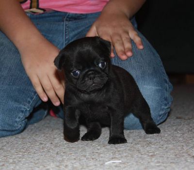 xícara de chá preto pug filhote de cachorro disponíveis para adoção.