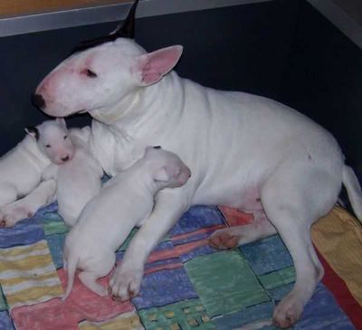 ótimo Bull Terrier   macho e femea disponiveis