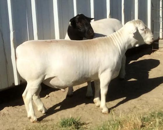 Cabras leiteiras vivas, vacas leiteiras vivas, ovelhas leiteiras vivas disponíveis