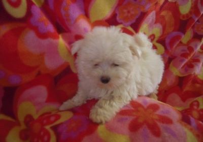 casa levantar maltês cachorros para adopção livre para pedir mais detalhes agora!