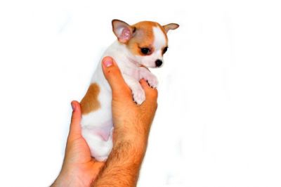 Chihuahua  filhotes para adoção