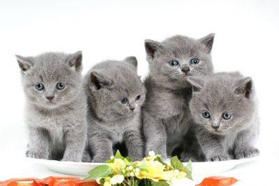 Britânicos cabelo curto gatinhos para adoção