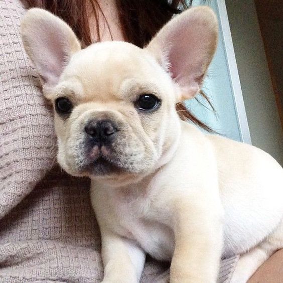 Gratis  lindo filhotes de Bulldog Francês se disponível 