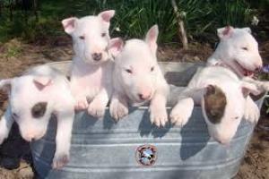 Nueva camada cachorros Bull Terrier, perros, cachorros, criadero,