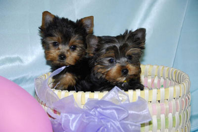 Bebés Yorkies-Terrier m/f disponiveis