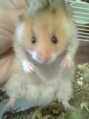 hamster Sirio