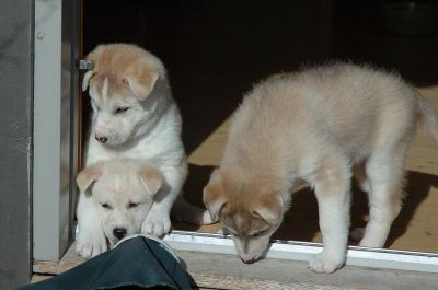 3 creme branco filhotes husky siberiano