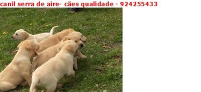 LABRADORES COM PEDIGGRE 