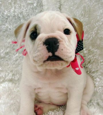 Wow três adorável Inglês bulldog cachorros pronto para ir para uma casa nova. 