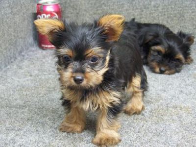 livre masculino e feminino yorkshire terrier cachorros para adopção.