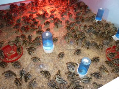 codorniz japonica e ovos galados