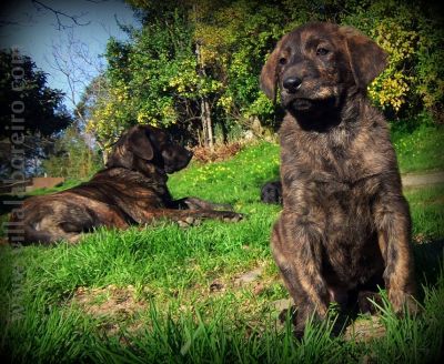 Cachorros Castro Laboreiro