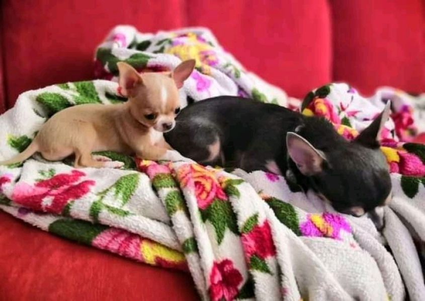 Filhotes de chihuahua disponíveis
