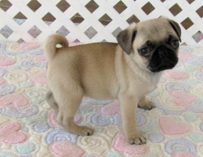 filhote de pug macho para adoção