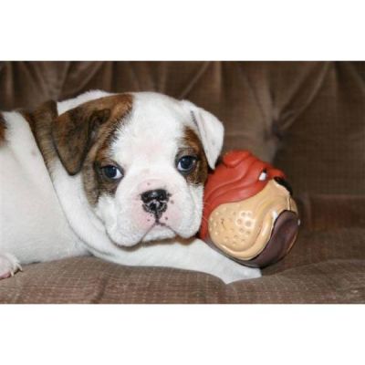 bom Inglês bulldog filhotes para adoção