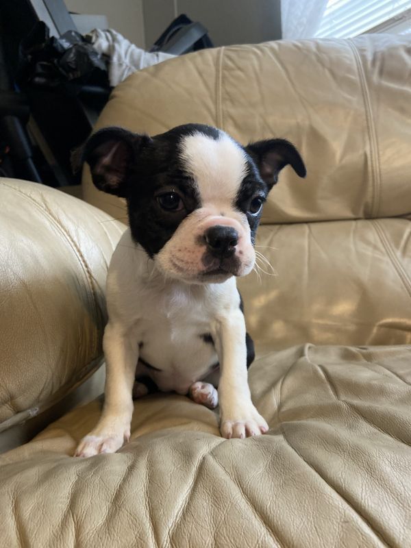 Cachorrinho boston terrier