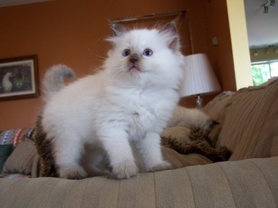 dócil gatinhos Ragdoll