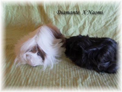 Porquinhos da India de Raça e Chinchilas