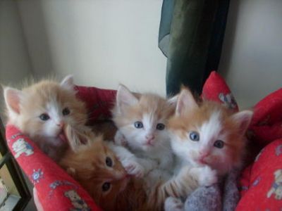 Maincoon gatinho para adoção 