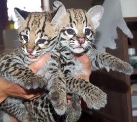SERVAL EXOTIC, SAVANNAH, Ocelot e GATINHOS BENGAL DISPONÍVEL.