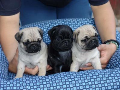 pug carlin Masculino e feminino