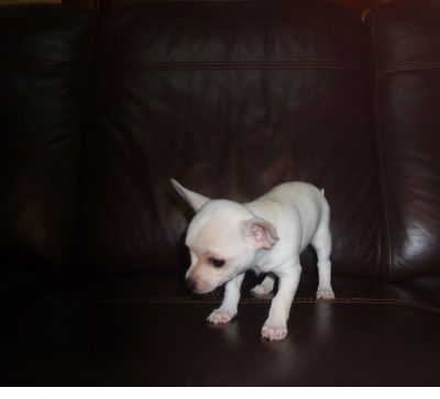 Chihuahuas pêlo curto