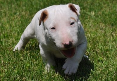 Bela filhotes de Bull Terrier macho e fêmea para você