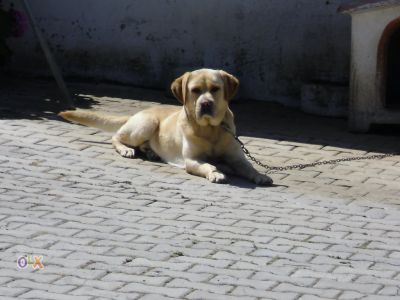 labradores ja com 2 vacinas -- exelentes -- 924255433