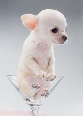 lúdica e encantadora adoráveis ​​filhotes de cachorro chihuahua para o Natal adopra