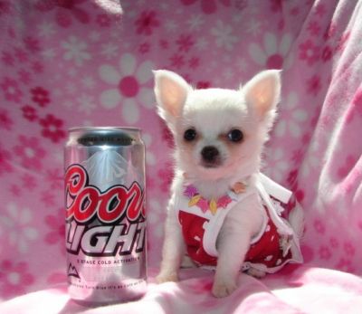 Urgente...Chihuahua Mini Toy