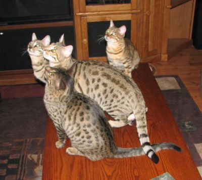 Savannah filhotes para venda