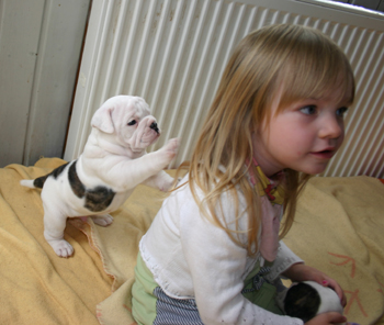 Bulldog Inglês filhote de cachorro