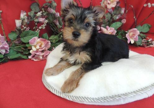 Filhotes yorkshire terrier