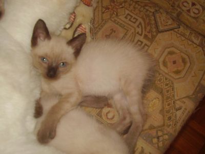 Gatinhas Siamesas 