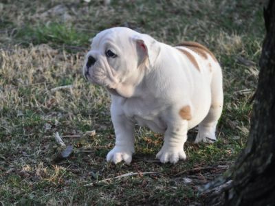 nglês bullsdog filhotes prontos para adoção