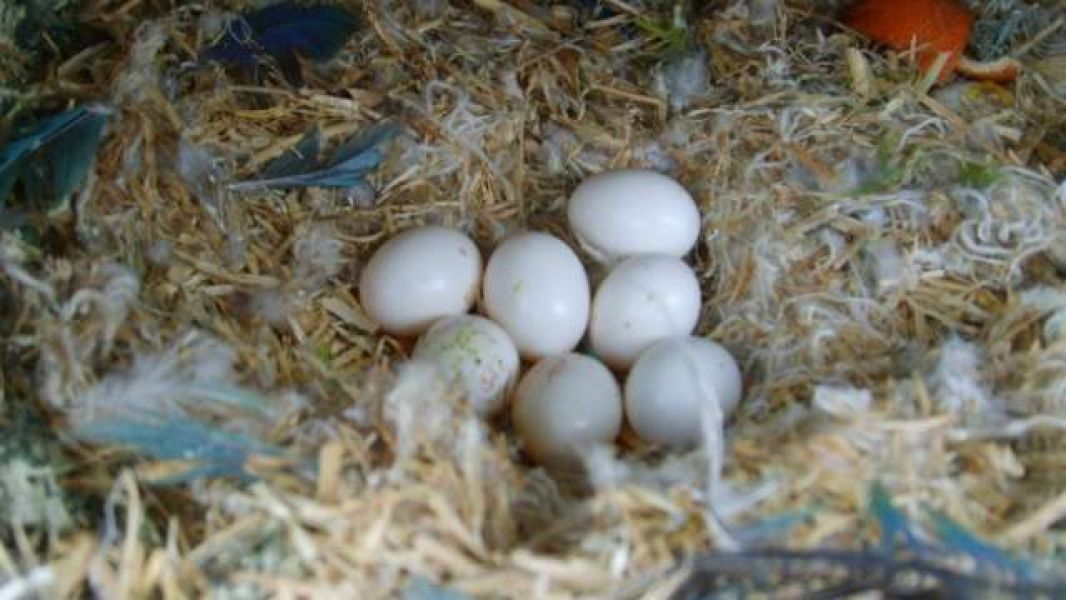 Papagaios e ovos férteis disponíveis para venda