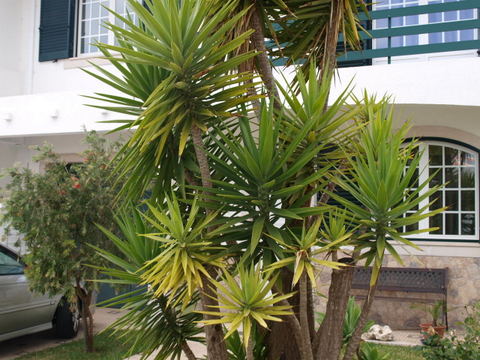 Moradia T4 a poucos metros do centro da Cidade.  No R/chão tem Jardim, sala com recuperador de calor