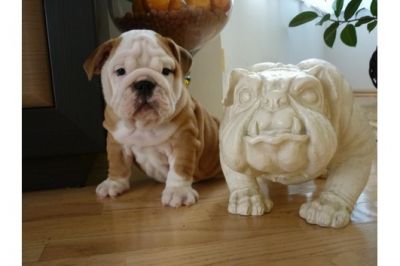 Inglês bull dog filhotes para venda
