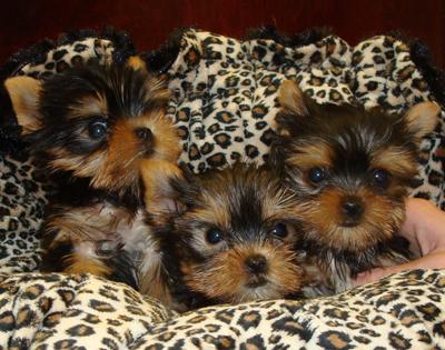 Yorkie cachorros Teacup disponíveis para adoção