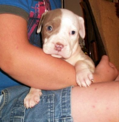 Macho e fêmea pitbull terrier cachorros americanos para adoção