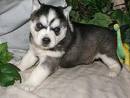 adequada filhotes Husky Siberiano
