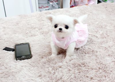 2 Afetuoso filhotes chihuahua