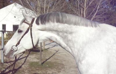 vendo cobrições de cavalo muito ganhador - optimo preço/ (saltos/dressage) 250€